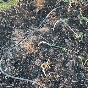 Photo of the plant species Tree Onion by @MentorAlpinefir named Planty on Greg, the plant care app