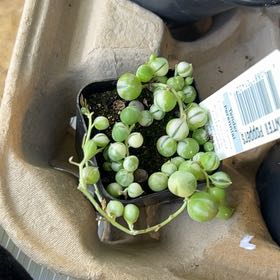 Photo of the plant species Varigated String of Pearls by @CosmicRedpepers named Emerson on Greg, the plant care app