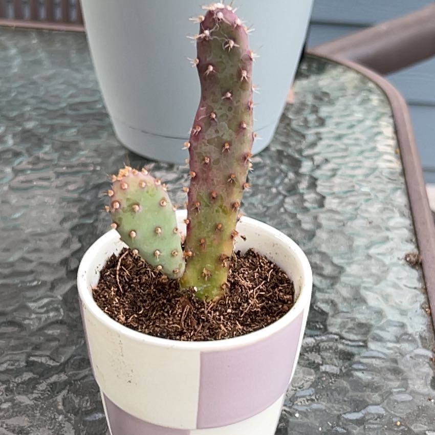 Photo of the plant species Prickly Pear Cactus by @CosmicRedpepers named Lil Rita on Greg, the plant care app