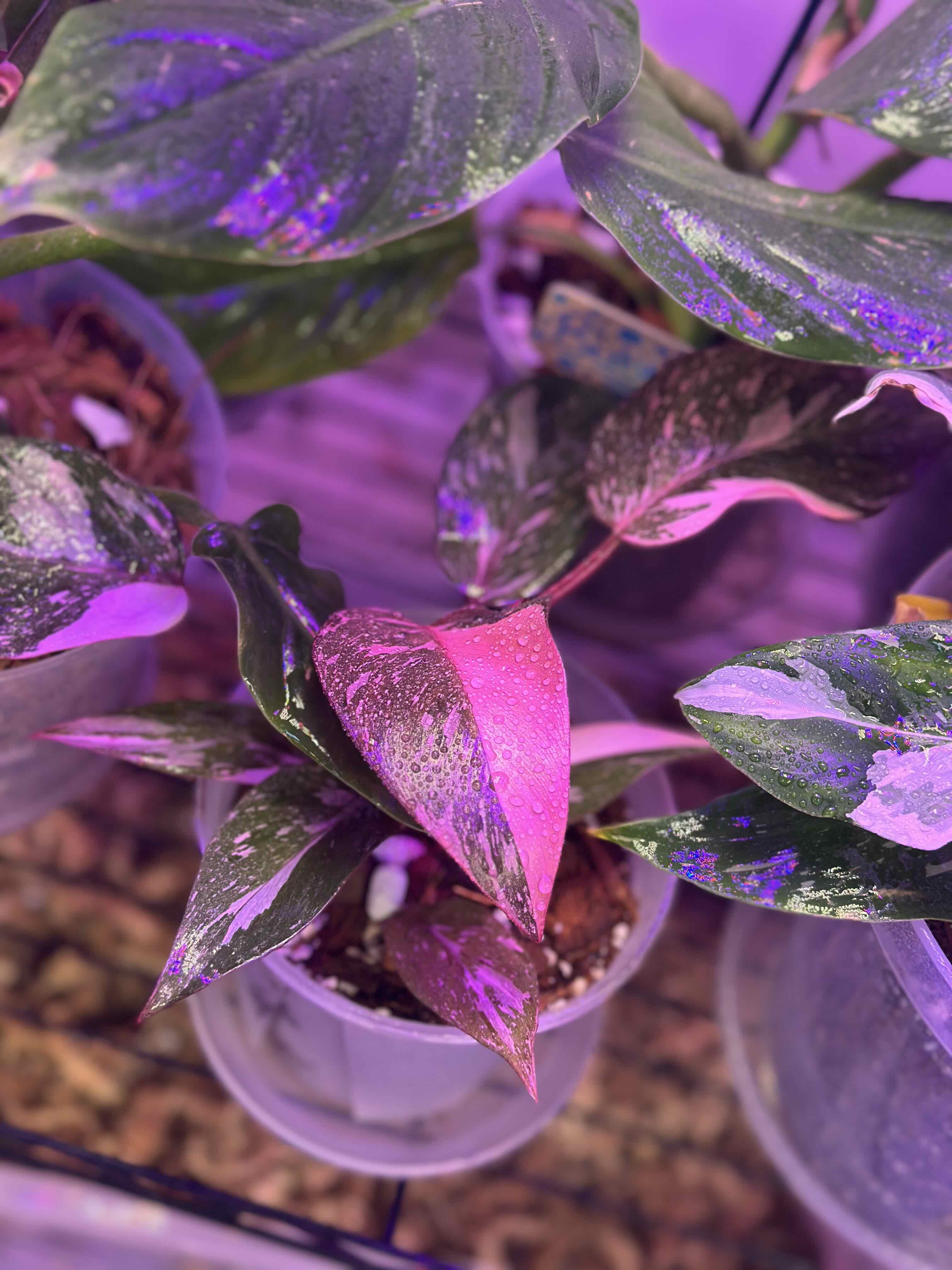 Photo of the plant species Philodendron 'Pink Princess Marble' by @Popcornjoness named Angel on Greg, the plant care app