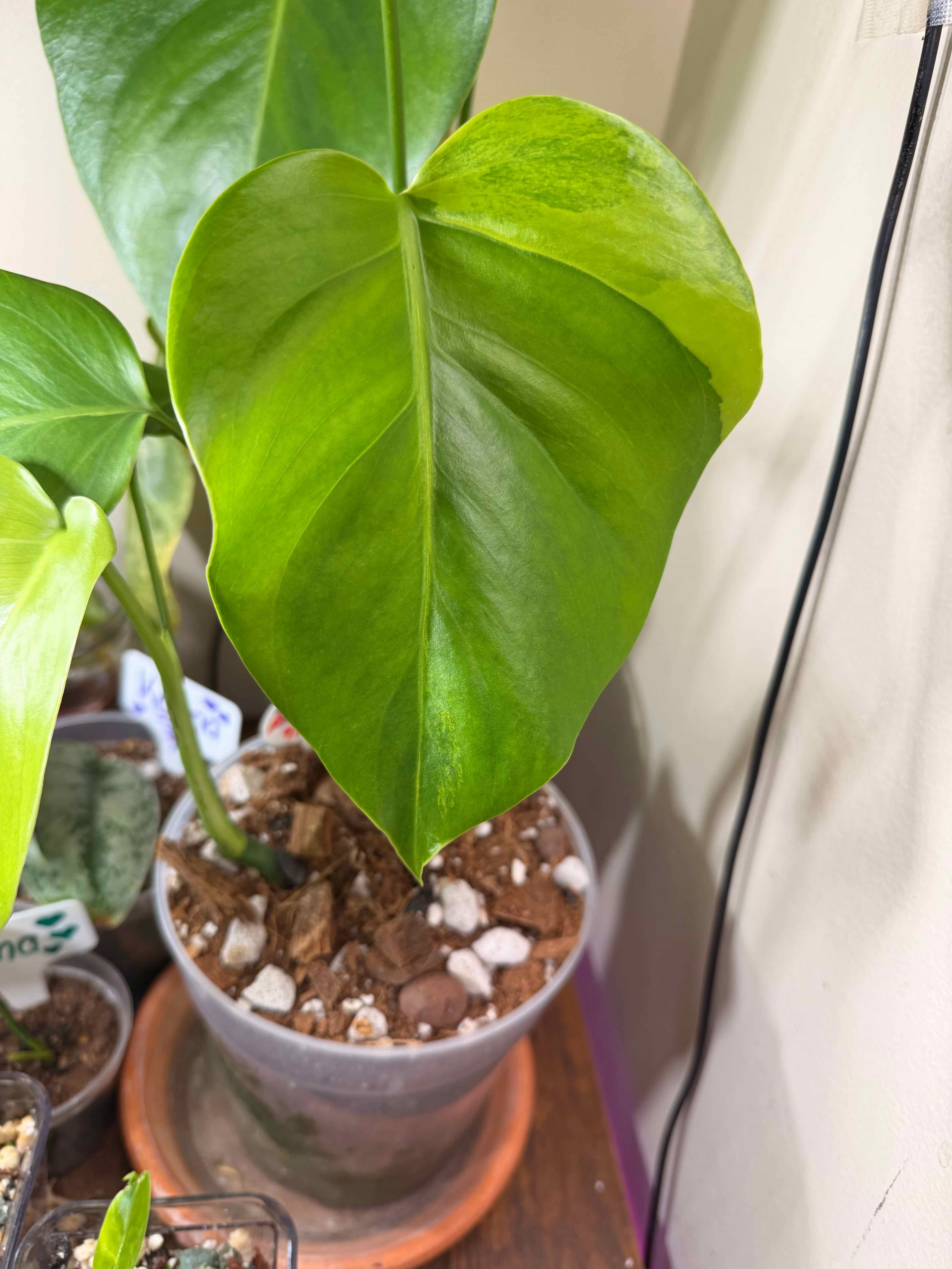 Photo of the plant species Monstera 'Aurea Marmorata' by @Popcornjoness named Biancé (2) on Greg, the plant care app