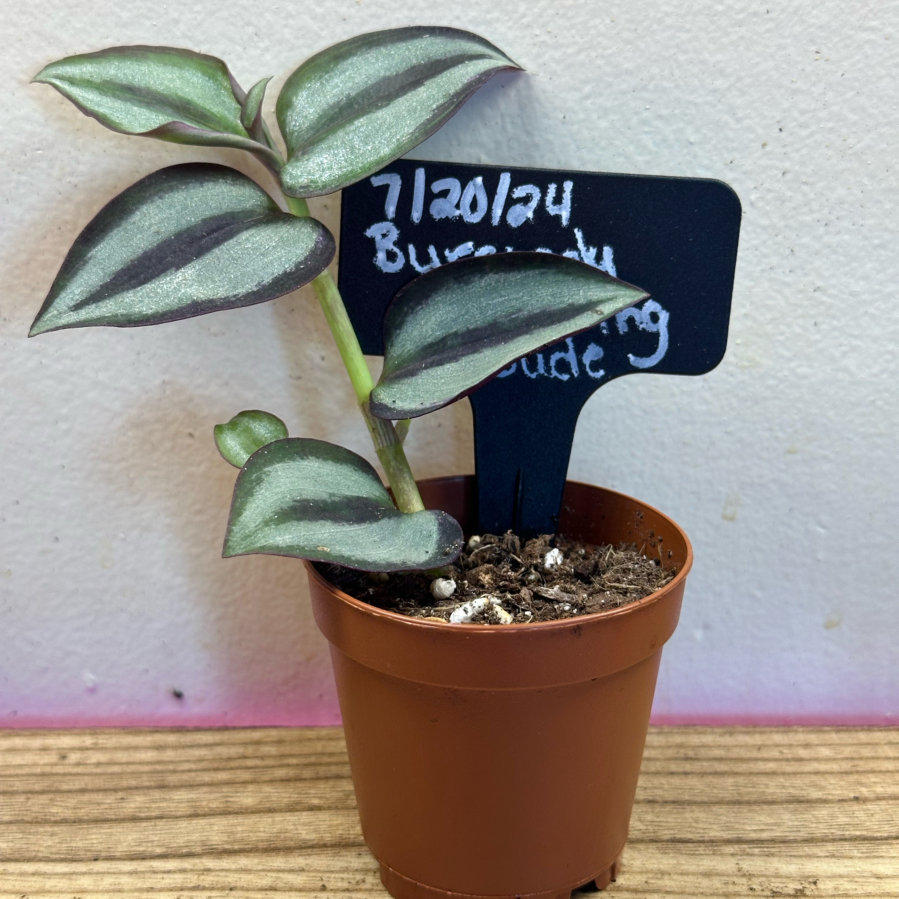 Cecile (Prop)