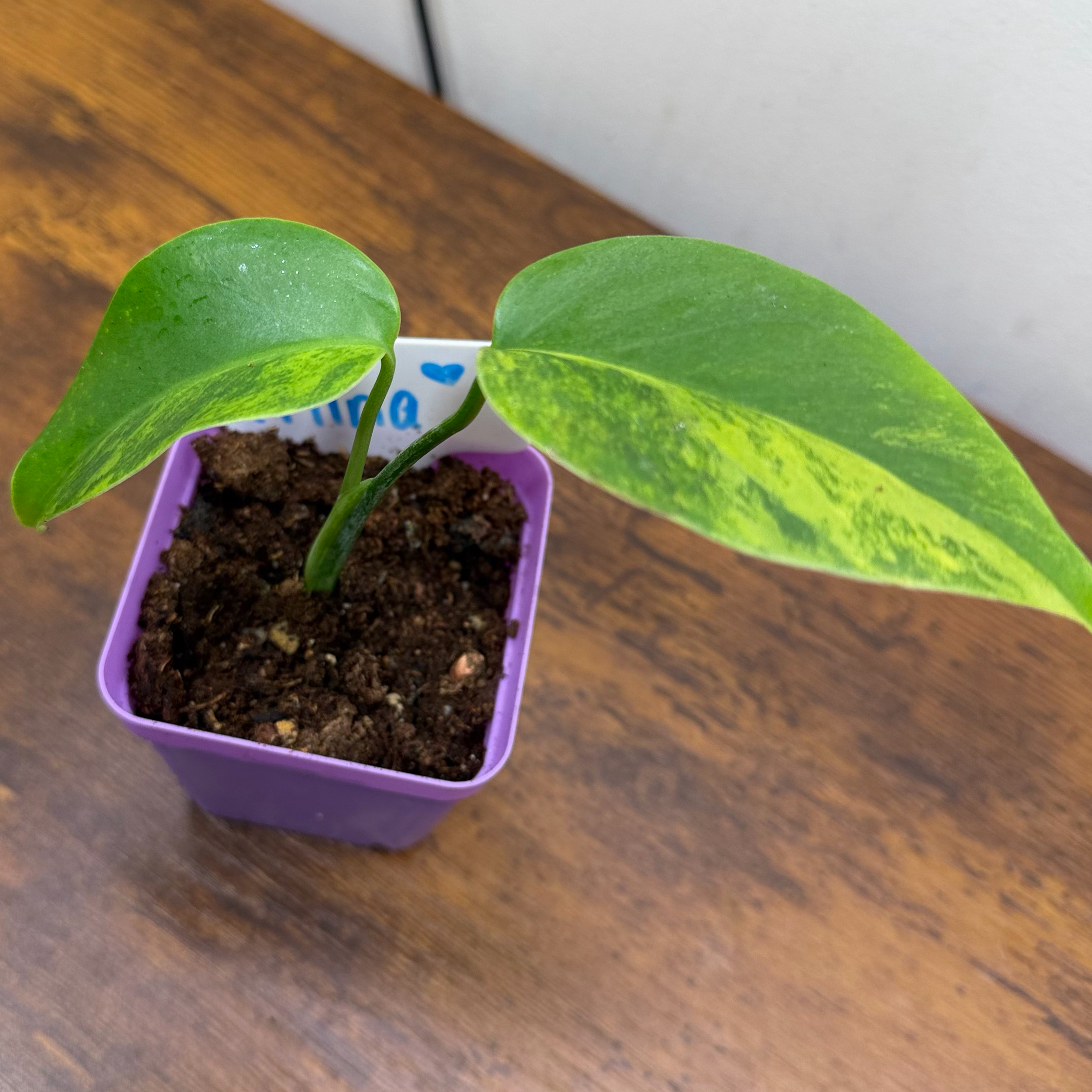 Photo of the plant species Monstera 'Aurea Marmorata' by @Popcornjoness named Mina on Greg, the plant care app