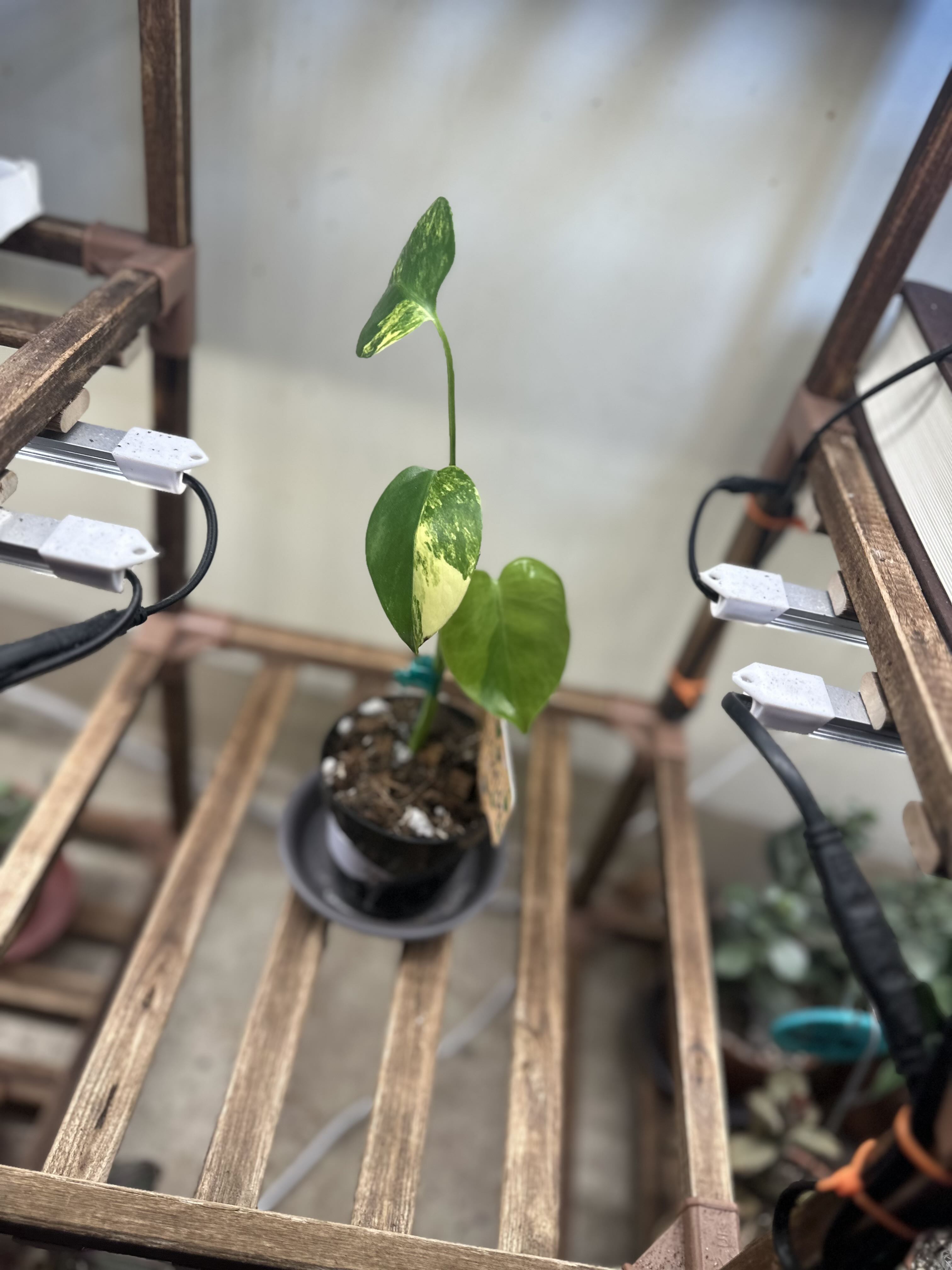 Photo from the post