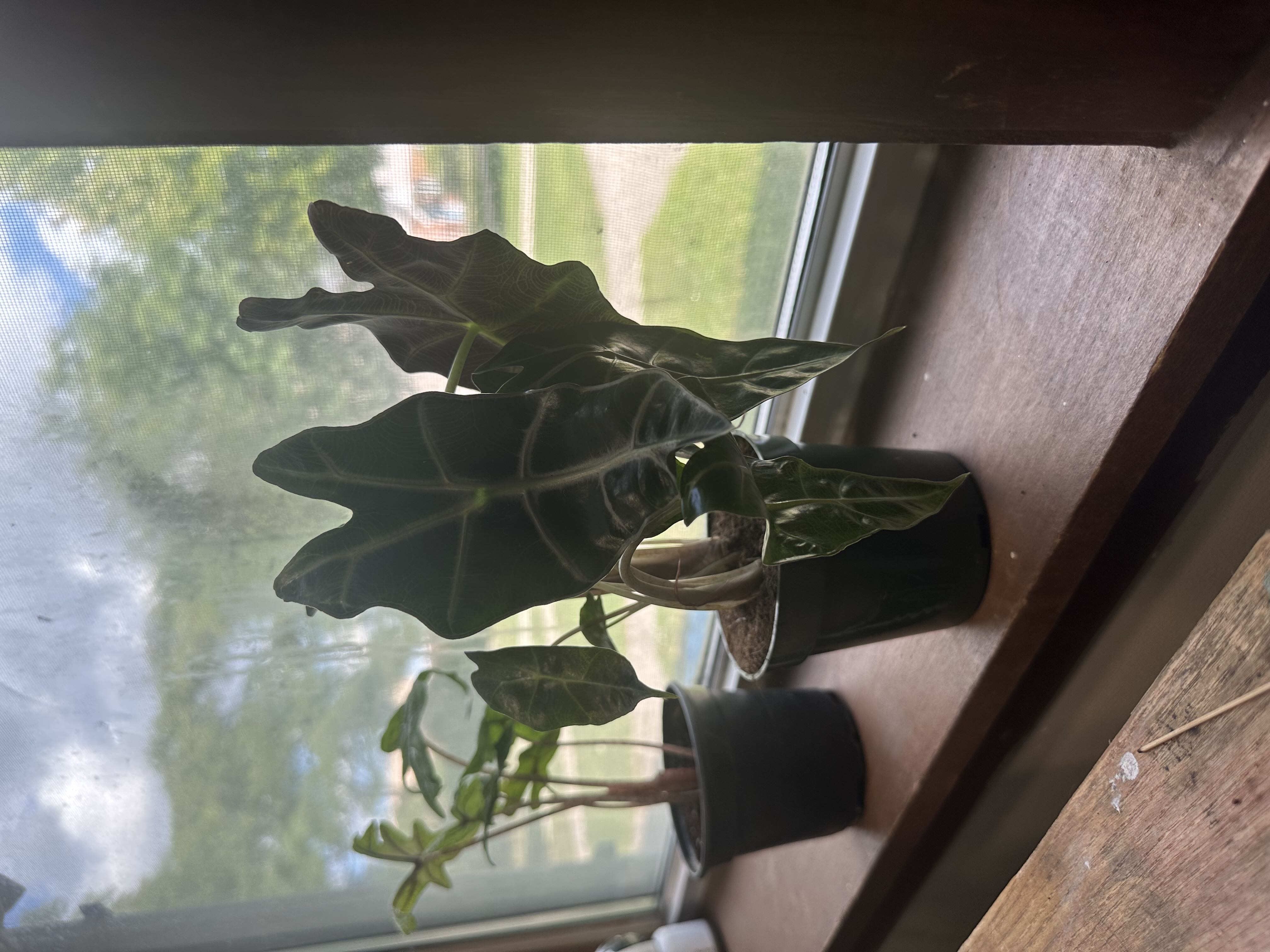 Photo from the post