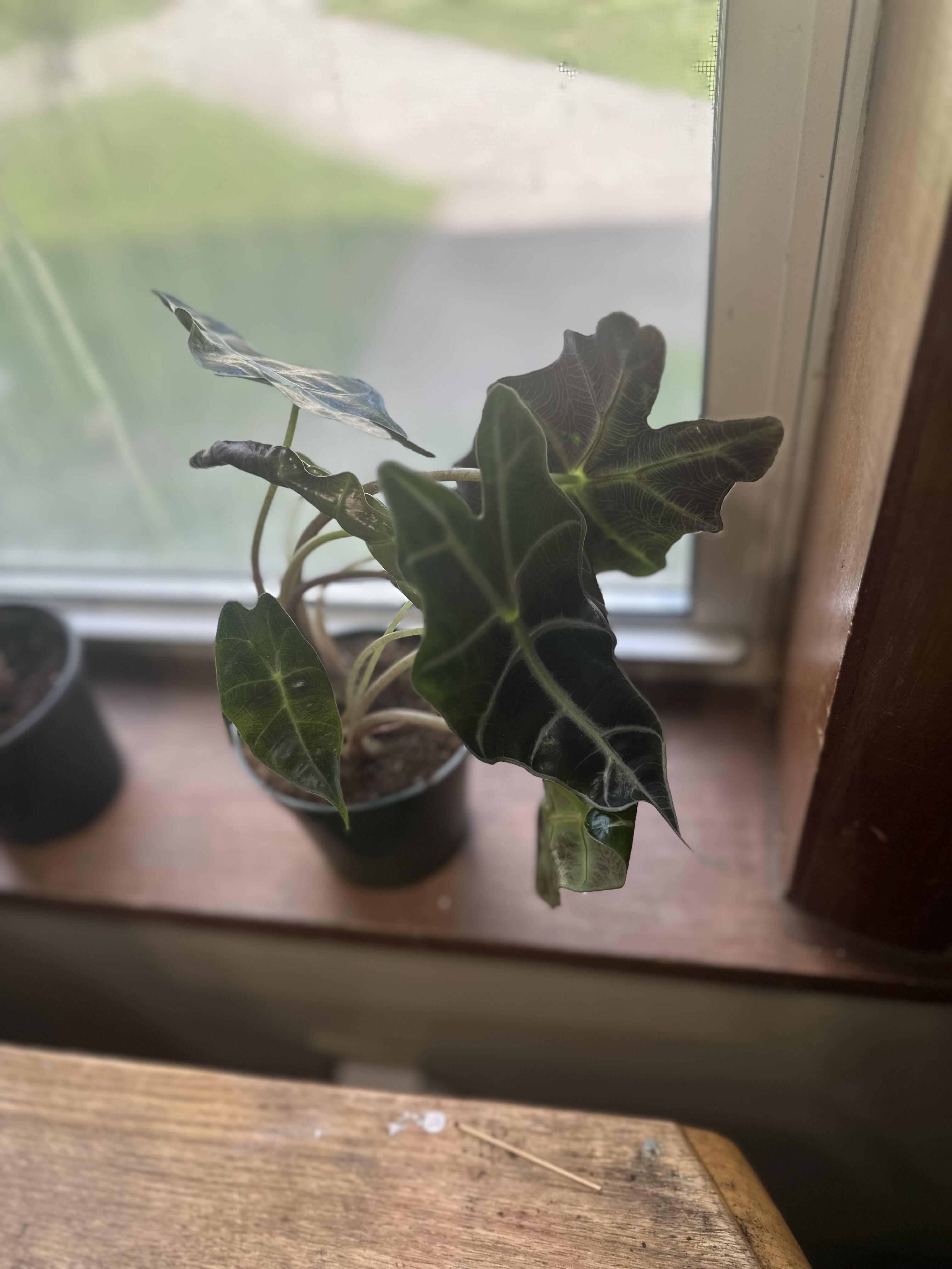 Photo from the post