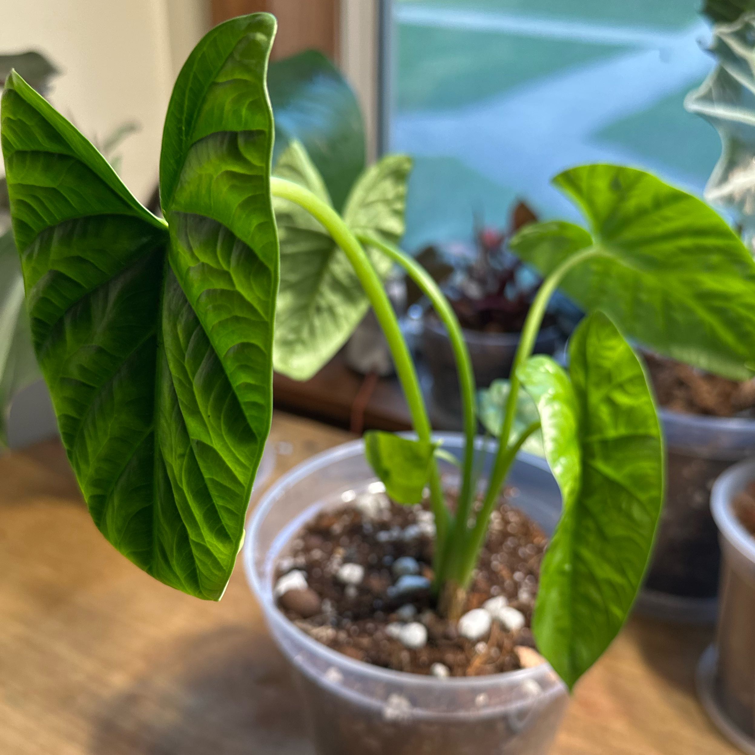 Photo of the plant species Alocasia Lukiwan by @Popcornjoness named Layla (2) on Greg, the plant care app