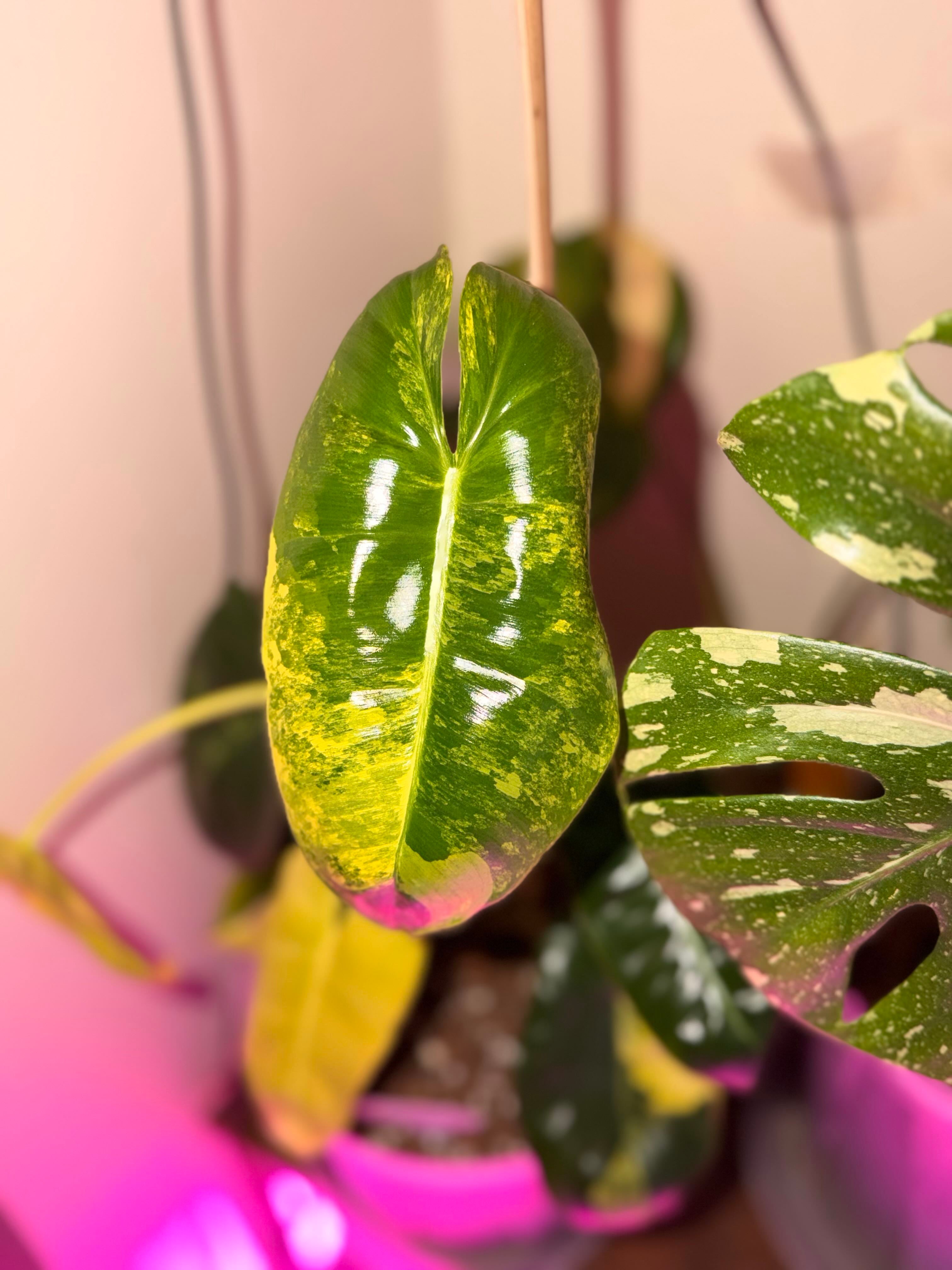 Philodendron 'Williamsii': How Much Water & Light Does it Need to