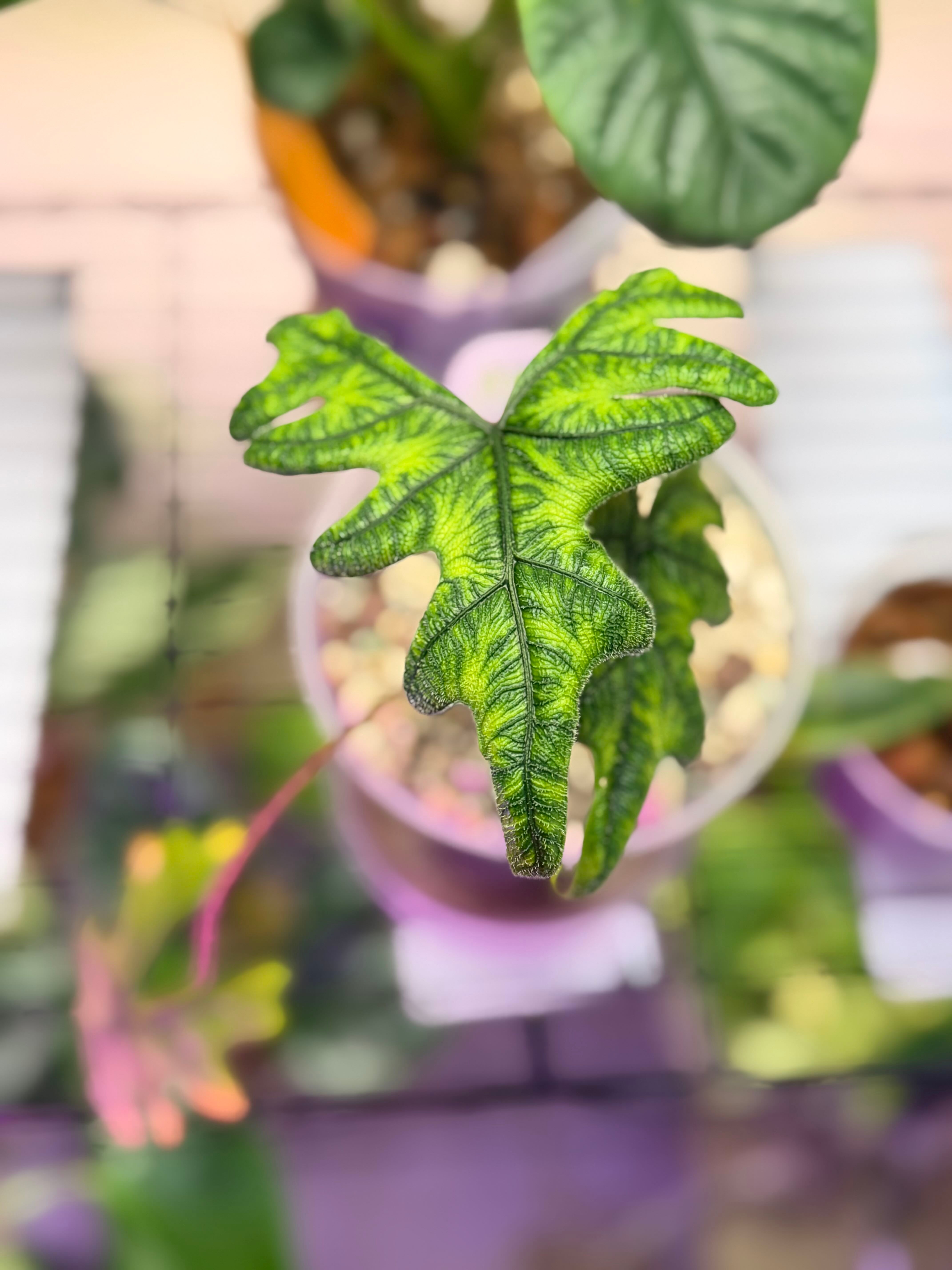 The Complete Alocasia 'Maharani' Albo Plant Care Guide: Water