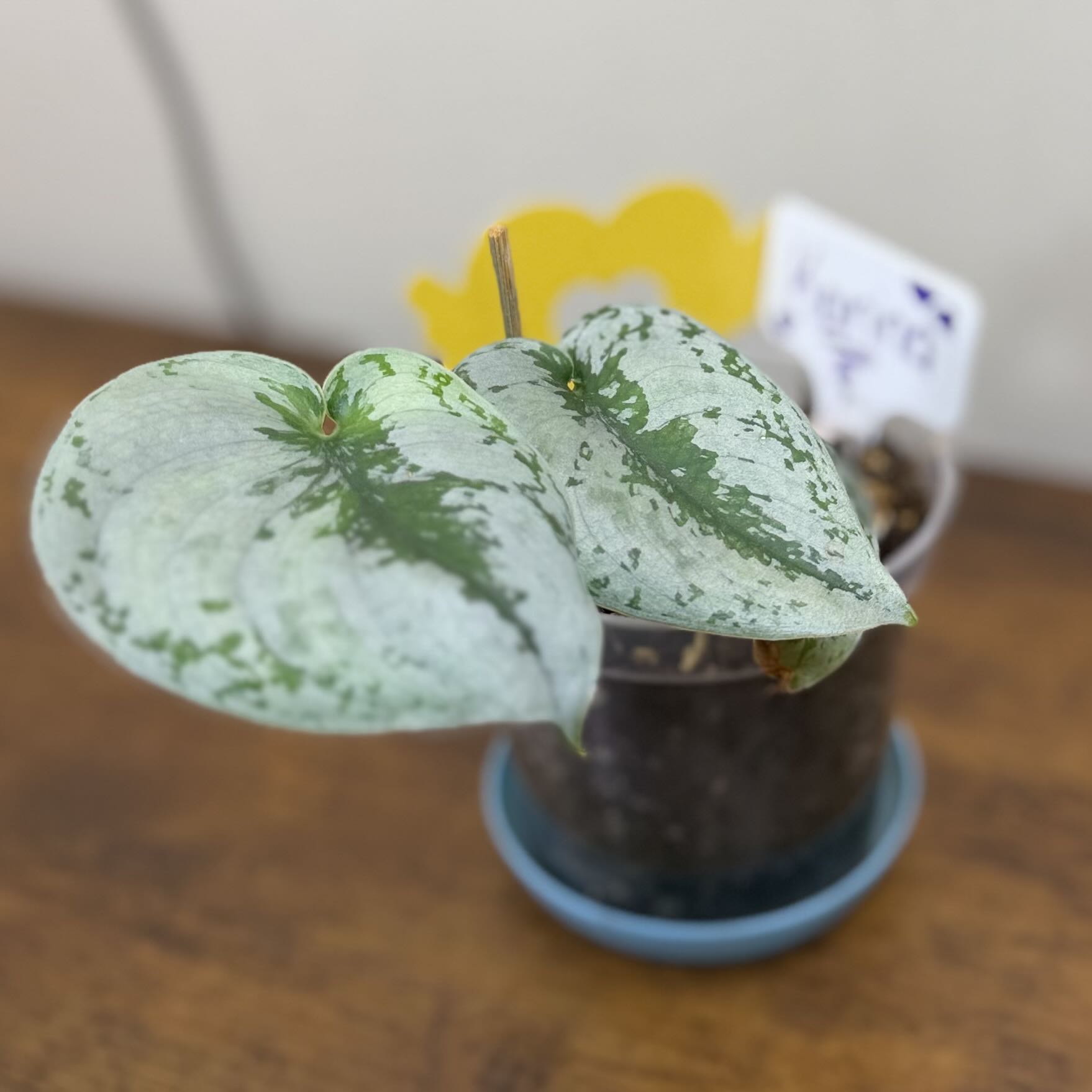 Photo of the plant species Silver Splash Pothos by @Popcornjoness named Karina on Greg, the plant care app