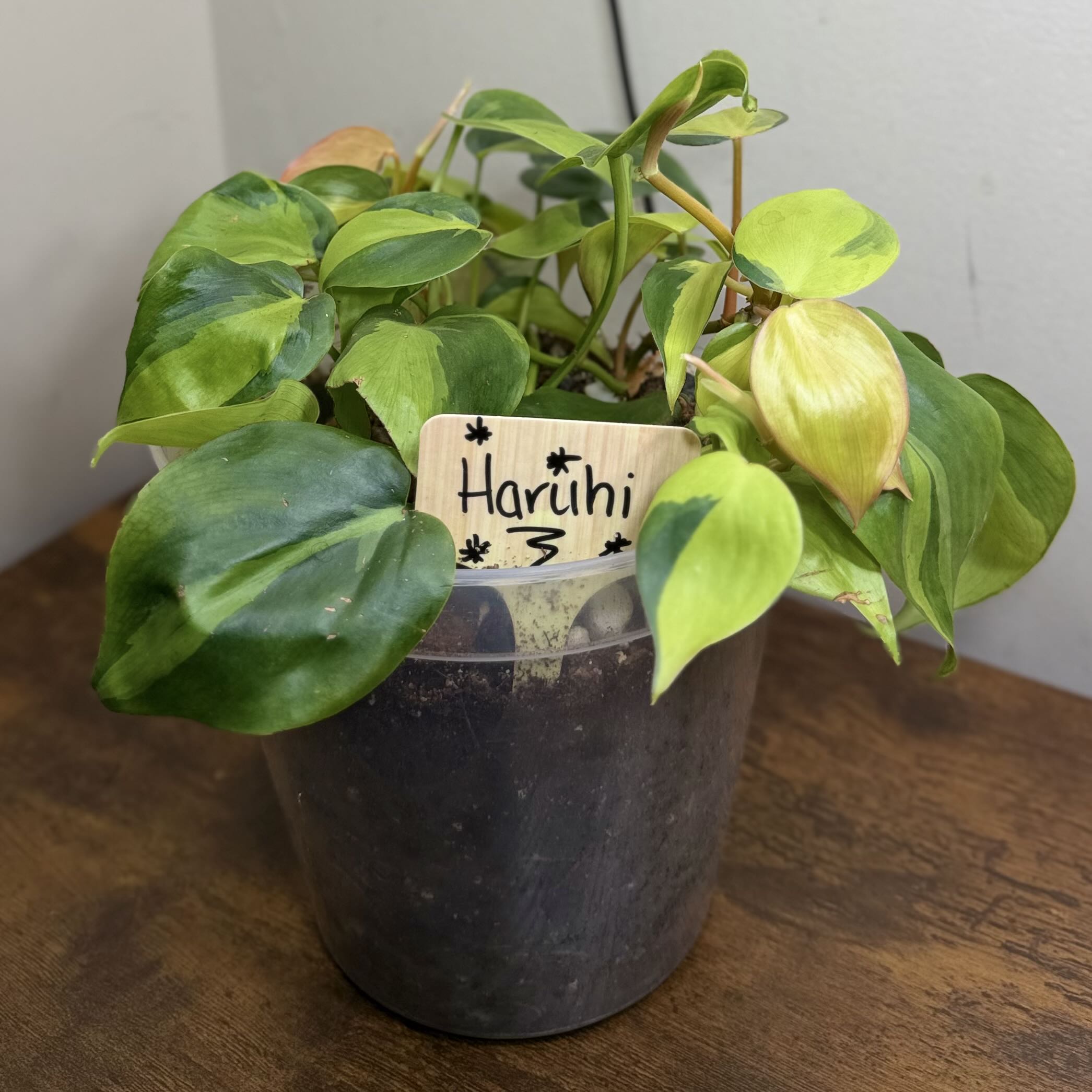 Photo from the post