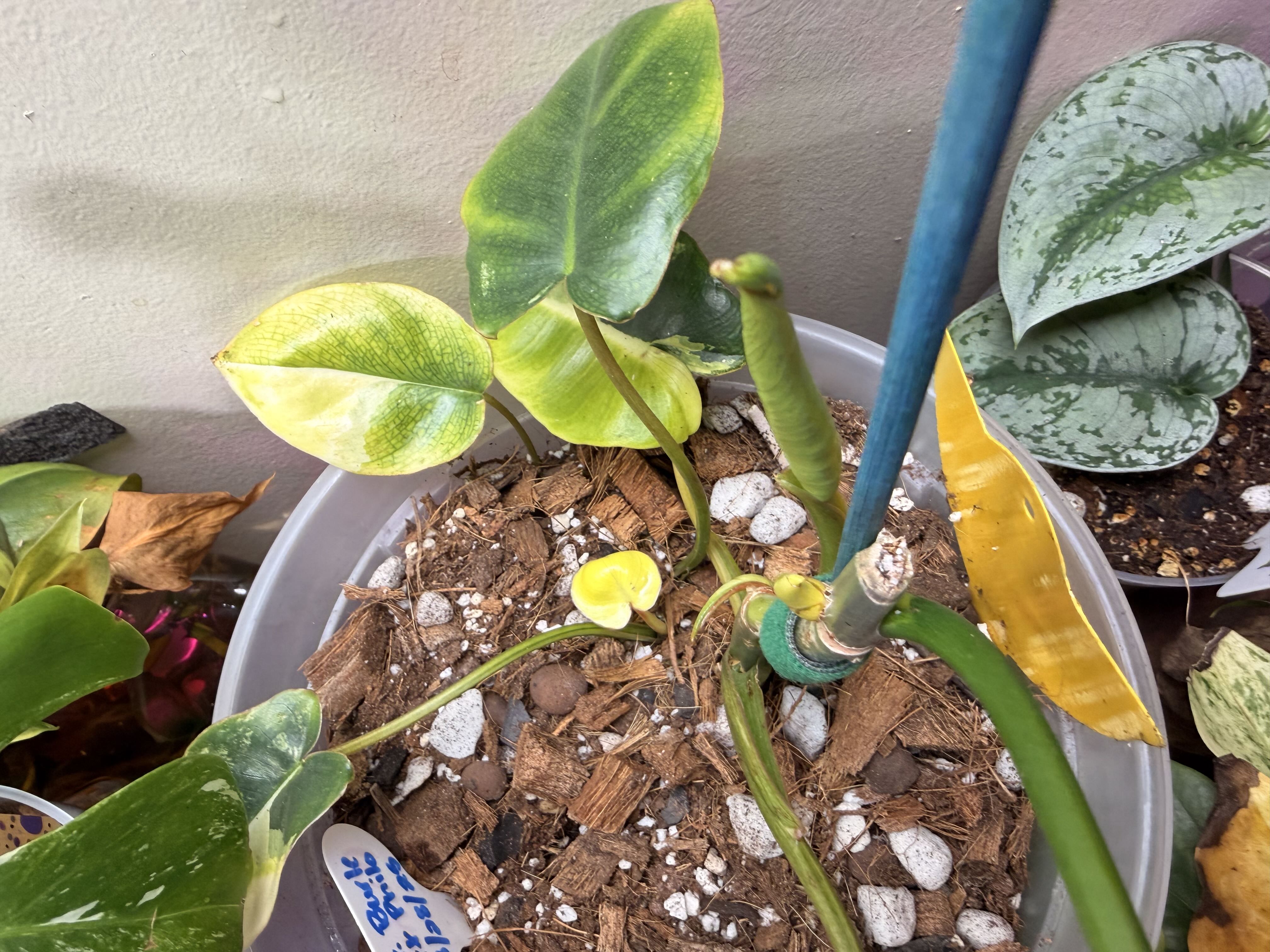 Photo from the post