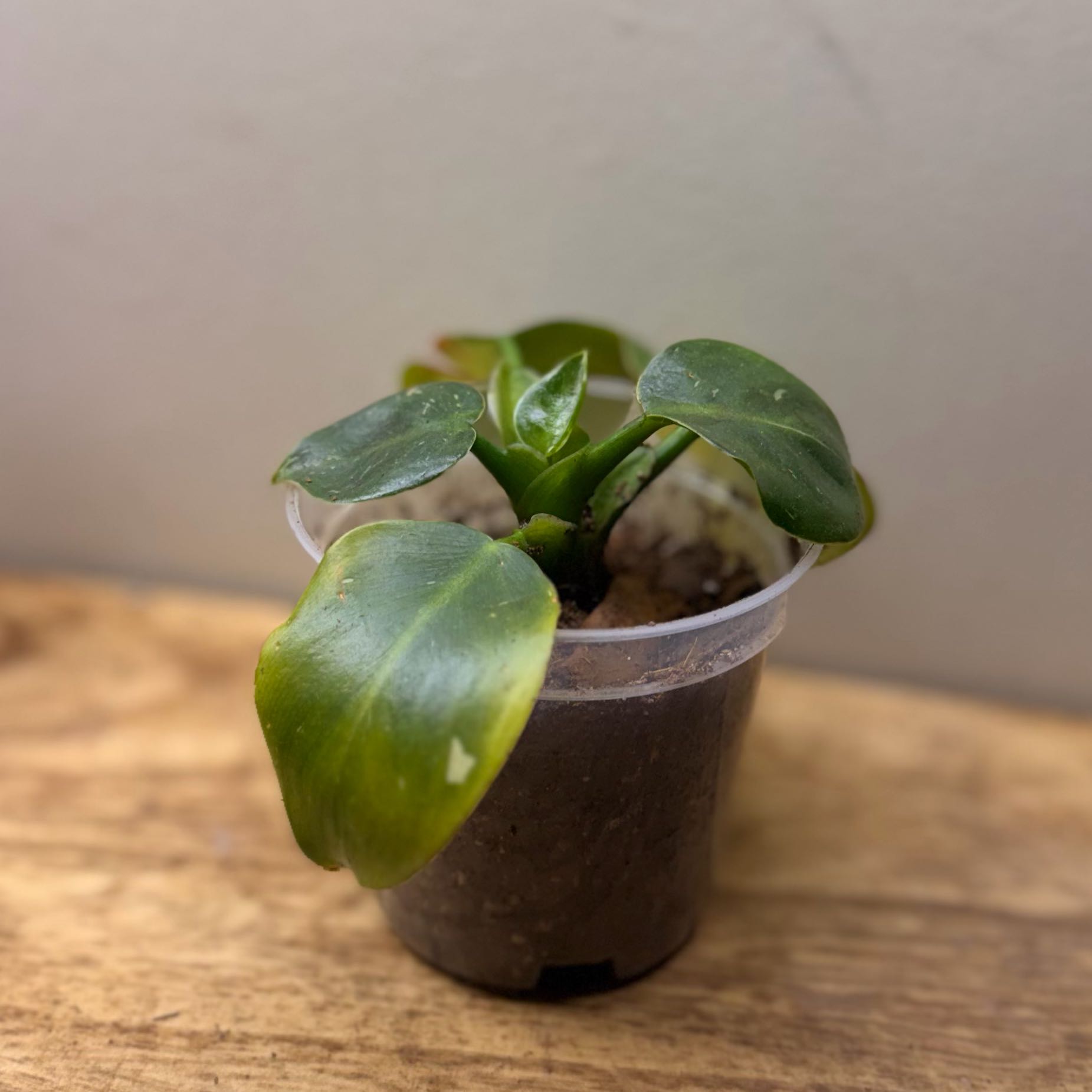 Photo of the plant species White Knight Philodendron by @Popcornjoness named Damina on Greg, the plant care app