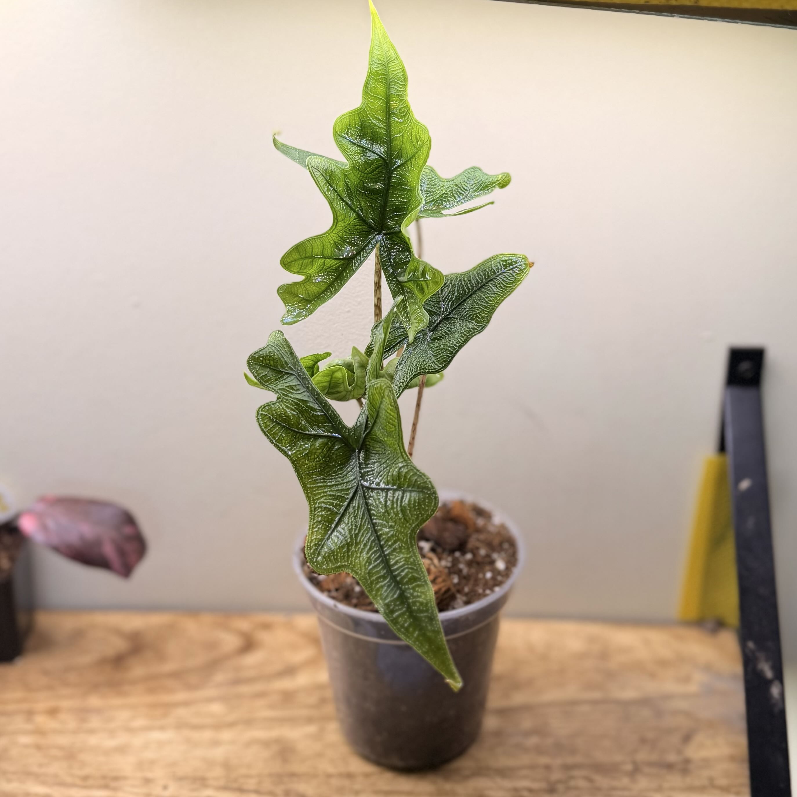 Photo of the plant species Alocasia 'Jacklyn' by @Popcornjoness named Xyla on Greg, the plant care app