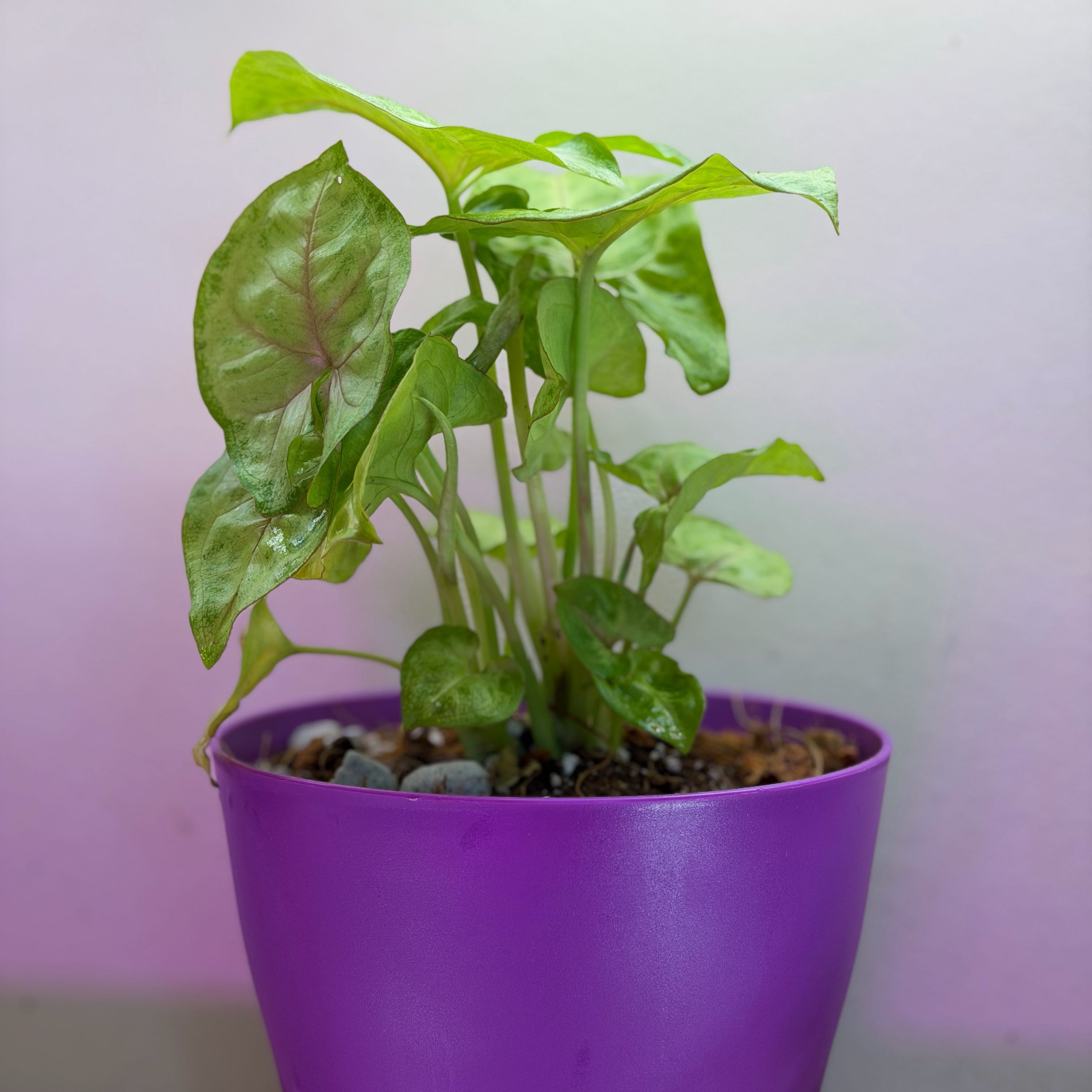 Photo of the plant species Syngonium 'Berry' by @Popcornjoness named Mara on Greg, the plant care app