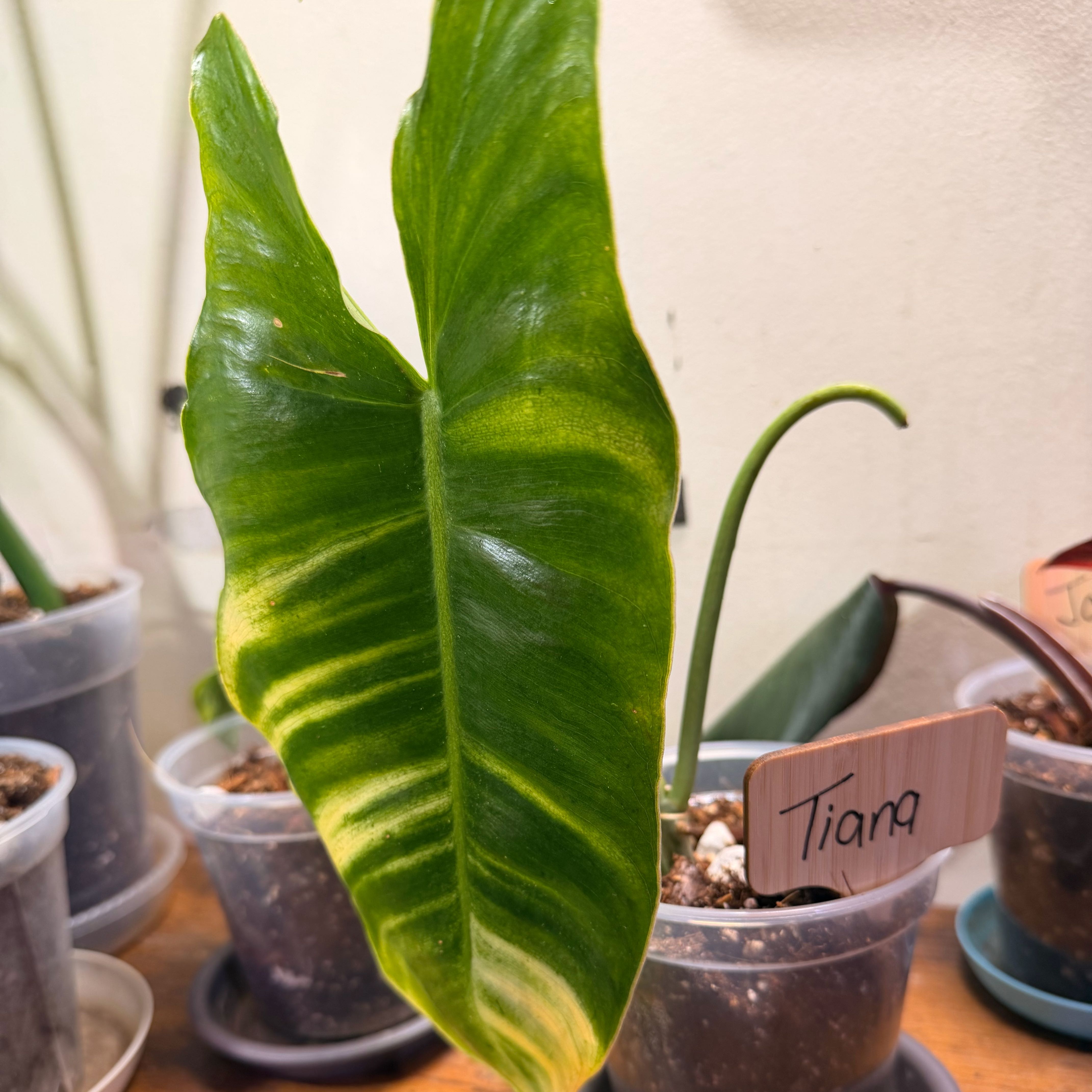Photo of the plant species Burle Marx Variegata by @Popcornjoness named Tiana on Greg, the plant care app