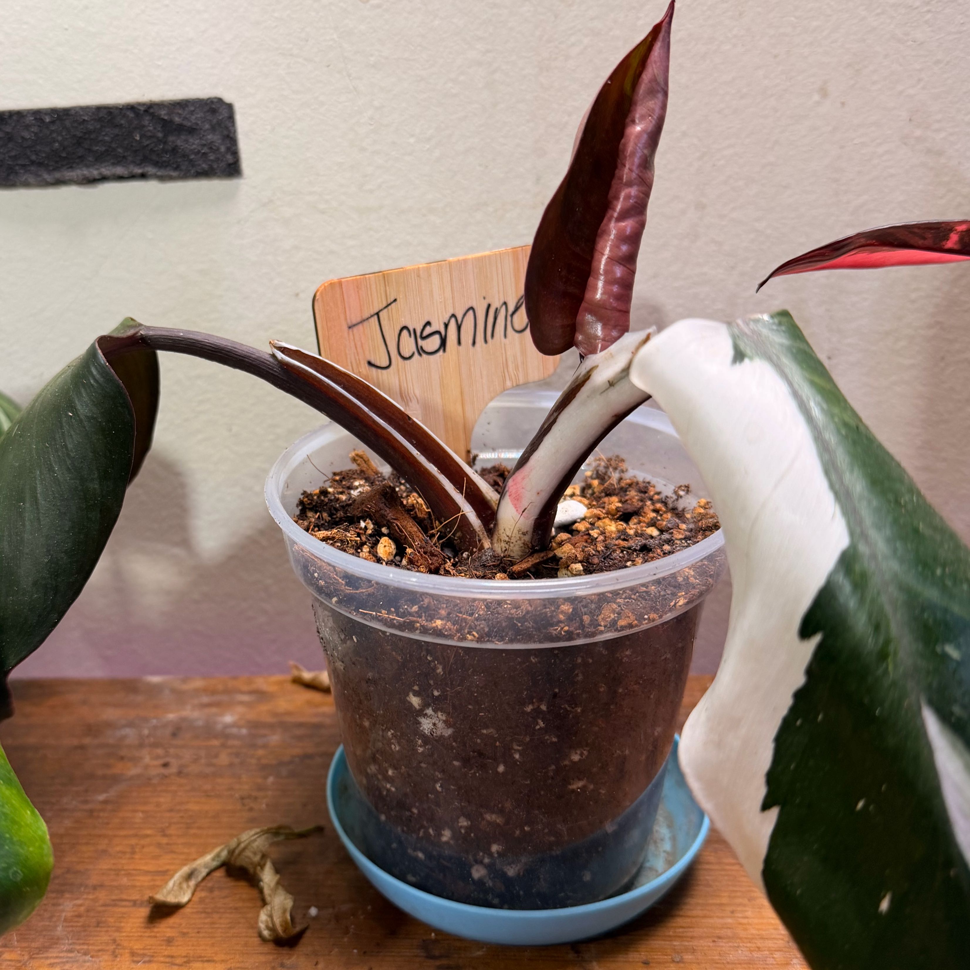 Photo of the plant species White Knight Philodendron by @Popcornjoness named Jasmine on Greg, the plant care app