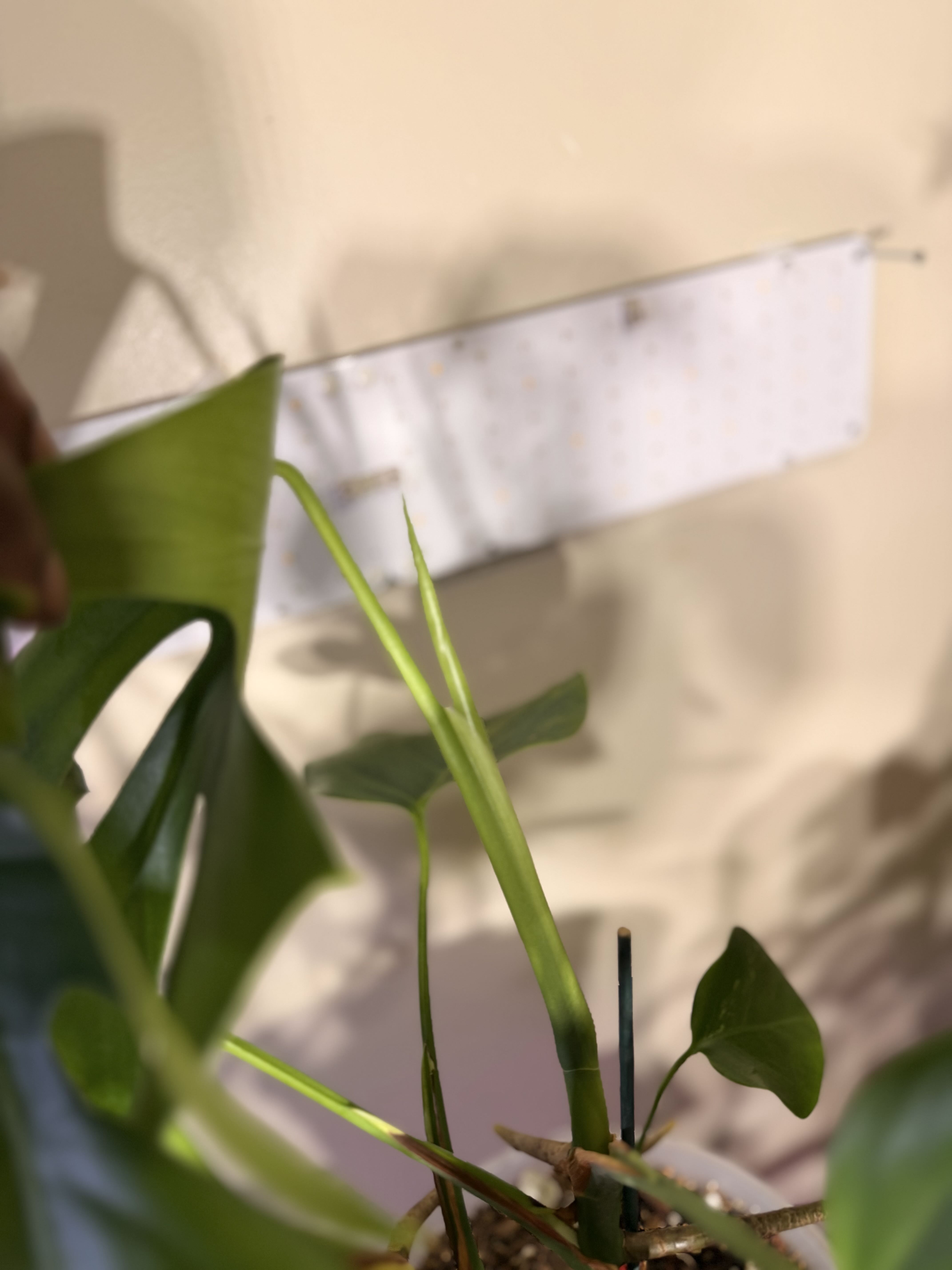 Photo from the post
