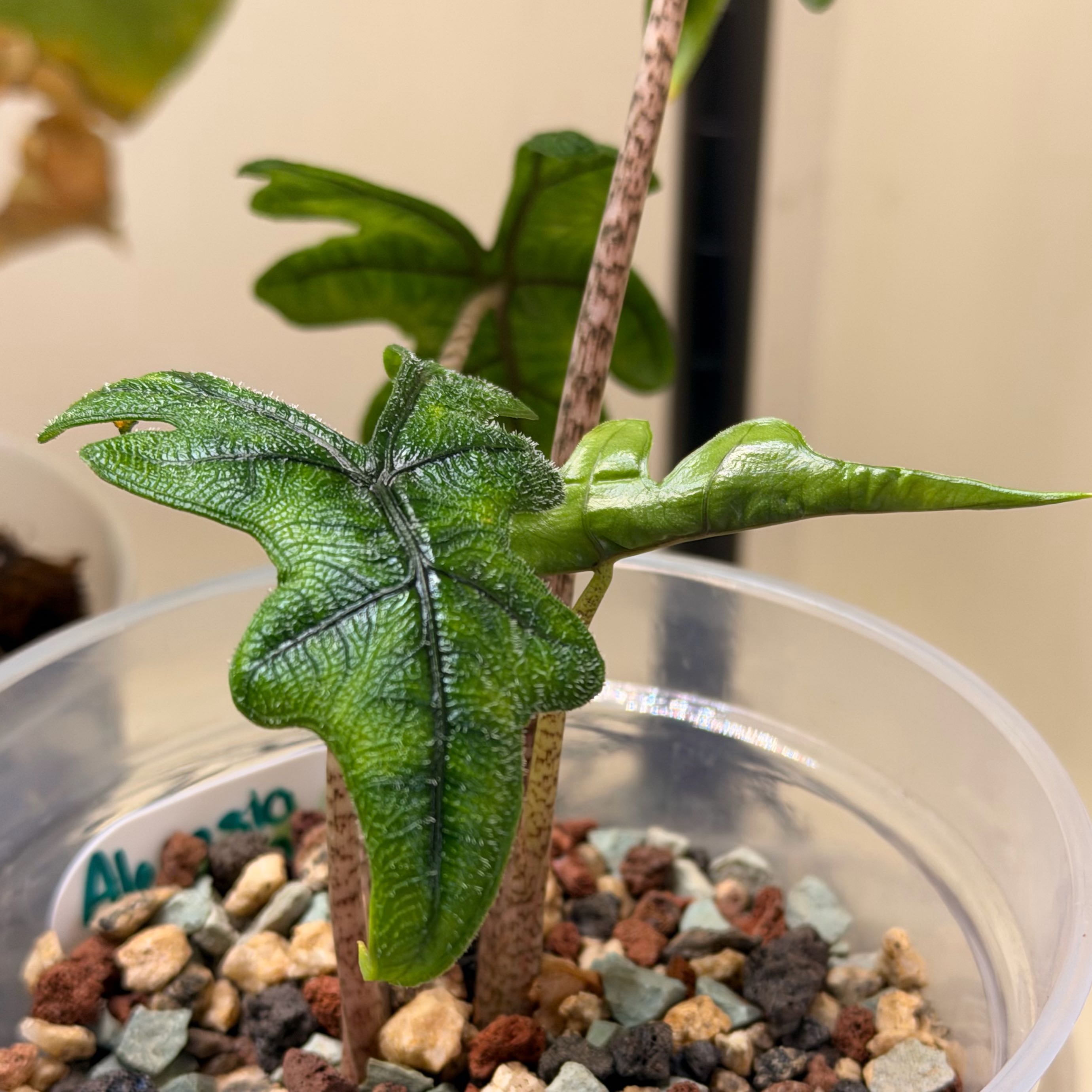 Photo of the plant species Alocasia 'Jacklyn' by @Popcornjoness named Akila on Greg, the plant care app