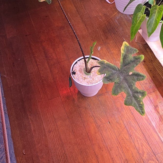 Photo of the plant species Jacklyn by @CutePinkquill named Forrest on Greg, the plant care app