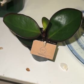Photo of the plant species Low Peperomia by @EnduringAvocado named Bruce Lee on Greg, the plant care app