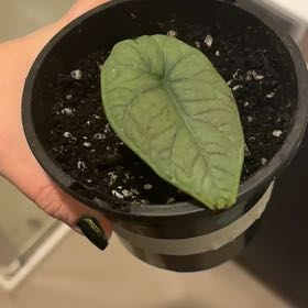 Photo of the plant species alocasia rhino skin by @EnduringAvocado named Lavender on Greg, the plant care app