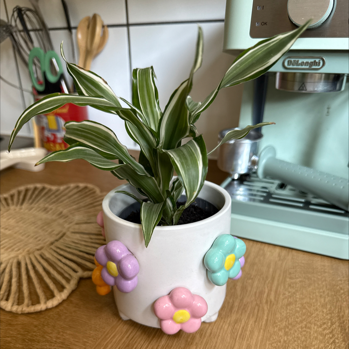 Photo of the plant species Dracaena Kanzi by @wildrachie named Spike on Greg, the plant care app