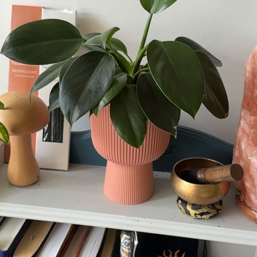 Photo of the plant species Primacolor Green Princess by @wildrachie named Elina on Greg, the plant care app