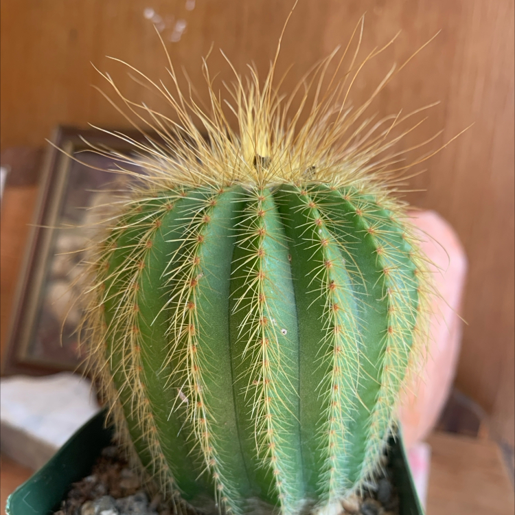 Photo of the plant species Parodia warasii by @PoisedBorage named Foxy on Greg, the plant care app