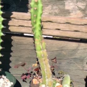 Photo of the plant species Lady Finger Cactus by @PoisedBorage named Ariel on Greg, the plant care app