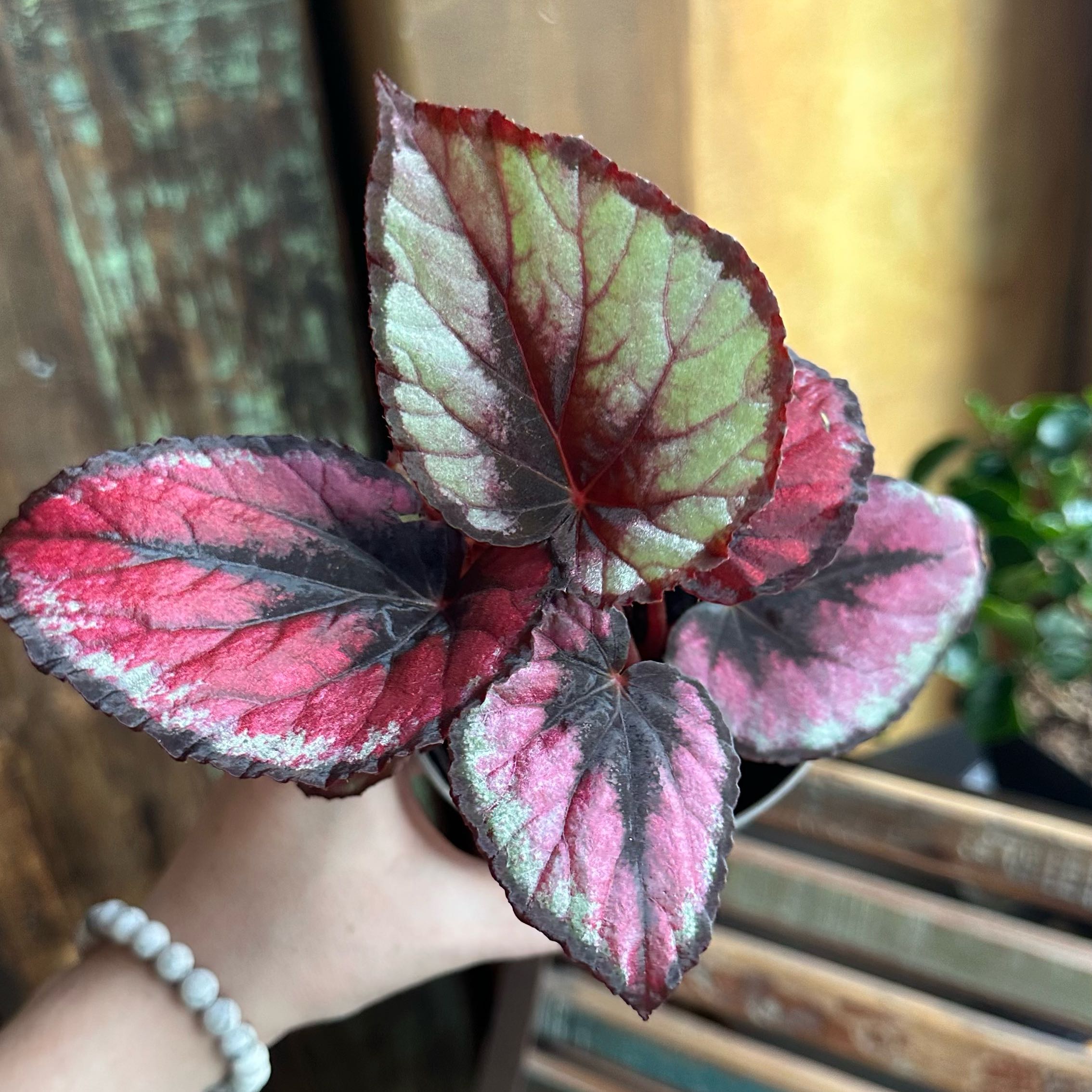 Photo of the plant species Red kiss Begonia by @MtnJungle named Gomez on Greg, the plant care app