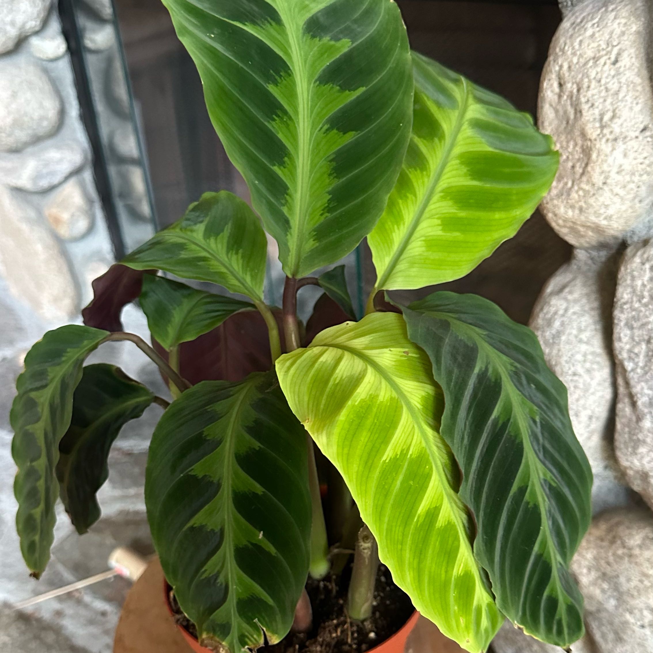 Photo of the plant species Red Zebrina Calathea by @MtnJungle named Zion on Greg, the plant care app