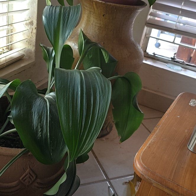 Photo of the plant species Amazon Lily by @HotAsteriskivy named Alpha1 on Greg, the plant care app