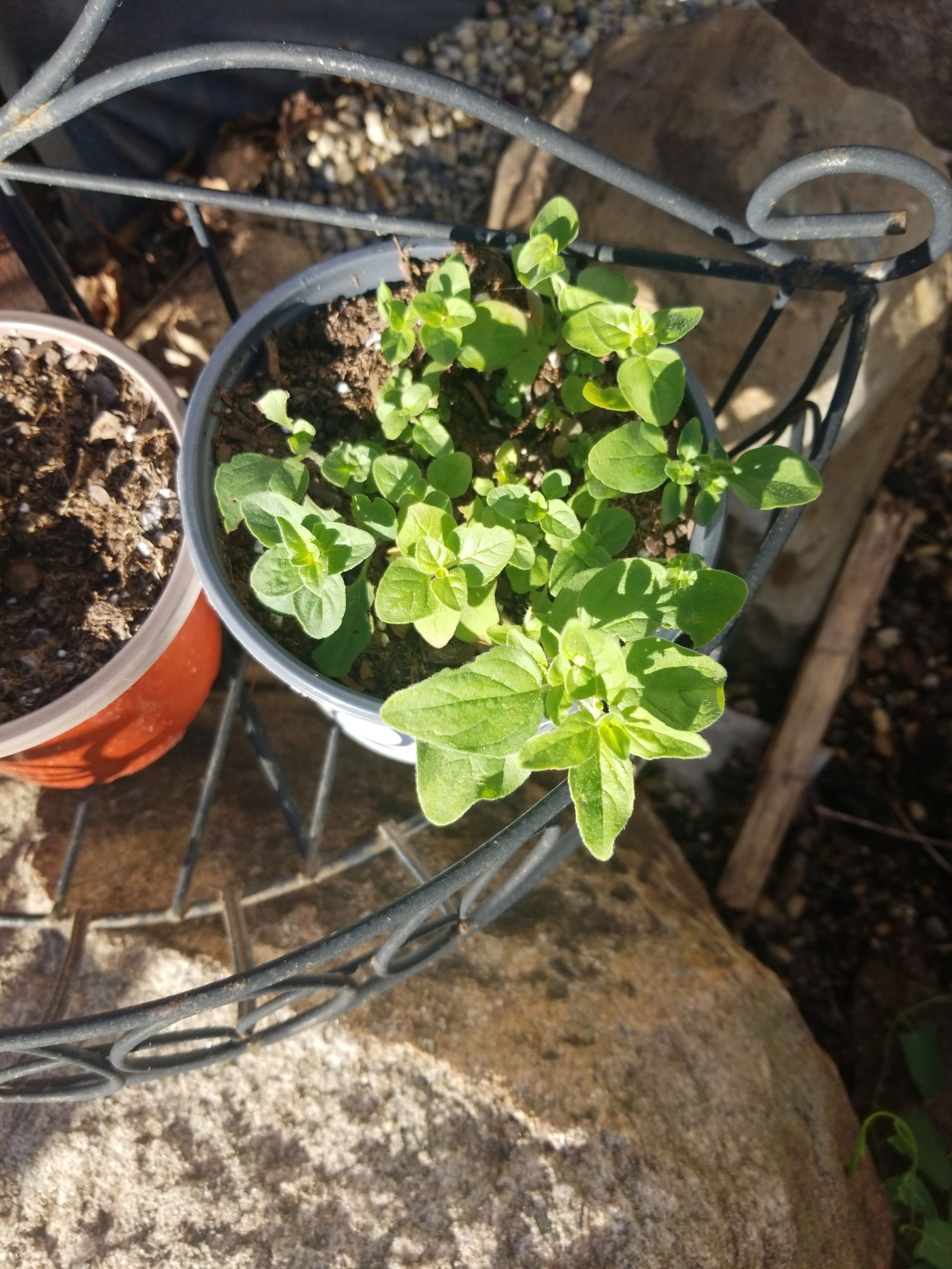 Identifying What is Eating Your Oregano