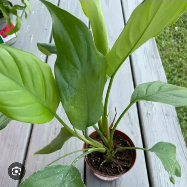 Photo of the plant species Malayan Sword by @QuaintThemiller named Duke on Greg, the plant care app