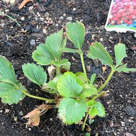 Photo of the plant species Ozark Beauty Strawberry by @HelperSoybean named Gobi on Greg, the plant care app