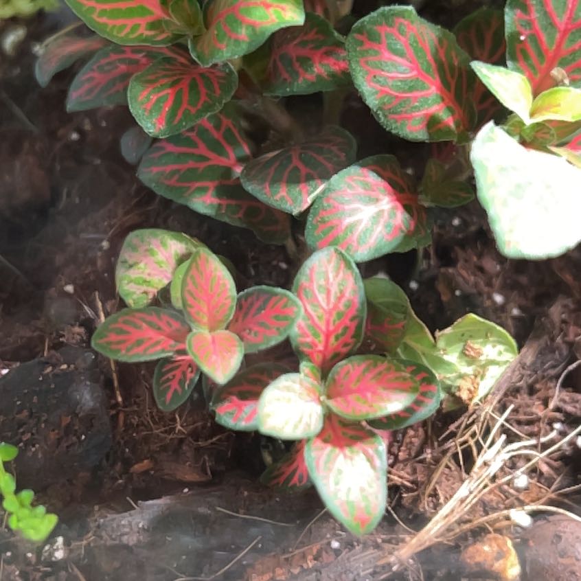 Photo of the plant species Nerve Plant by @Bloodywench named Scarlett on Greg, the plant care app