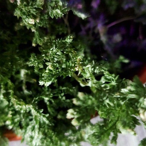 Photo of the plant species Horn Calcareous Moss by @WiseDuskyonion named Dax on Greg, the plant care app