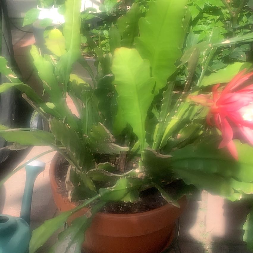 Photo of the plant species False Christmas Cactus by @ChosenThemiller named Taylor Swift on Greg, the plant care app