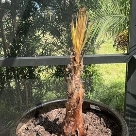 Photo of the plant species Mexican Palmetto by @ClearPandaficus named Taylor Swift on Greg, the plant care app
