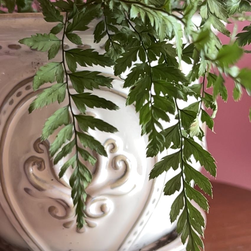 Photo of the plant species Knudsen's Birdnest Fern by @GenuineAirplant named Sahara on Greg, the plant care app