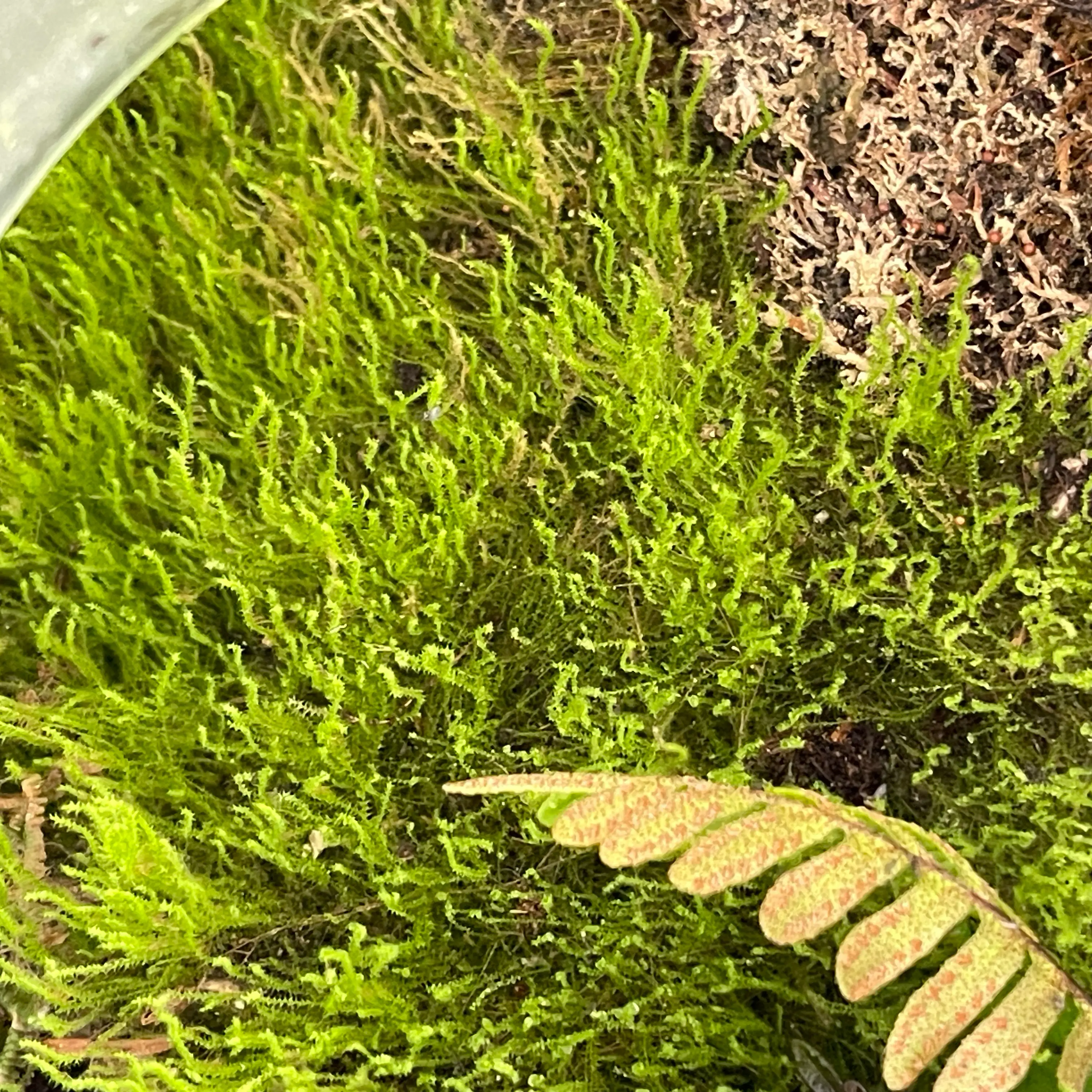 Photo of the plant species Greater Whipwort by @Pineapplemom named Biwee Southern Flying squirrel ate: on Greg, the plant care app