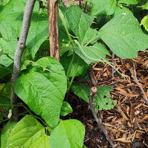 Photo of the plant species Triomphe de Farcy Bean by @RichWoodsorrel named Orlando Bloom on Greg, the plant care app
