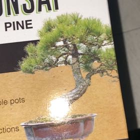 Photo of the plant species Mexican Weeping Pine by @TutorWhitesage named Rihanna on Greg, the plant care app