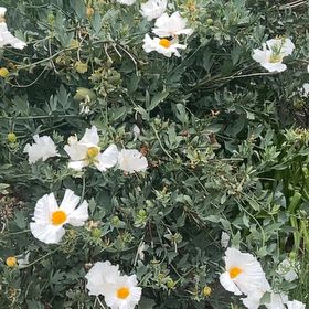 Photo of the plant species Coulter's Matilija Poppy by @HeadGaillardia named Eva on Greg, the plant care app