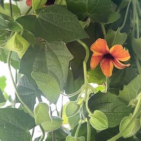 Photo of the plant species Blackeyed Susan Vine by @SereneLavaranos named Remington on Greg, the plant care app