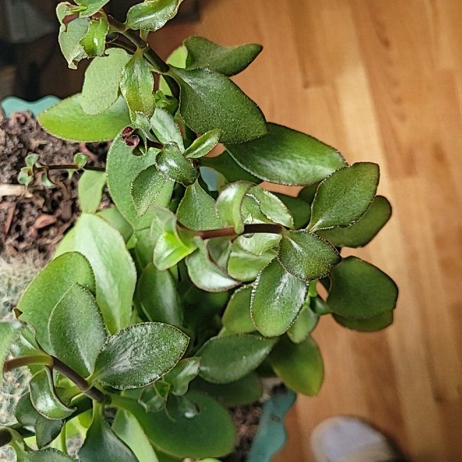 Photo of the plant species Crassula sarmentosa Harv. by @GreatBluesedge named Luna on Greg, the plant care app