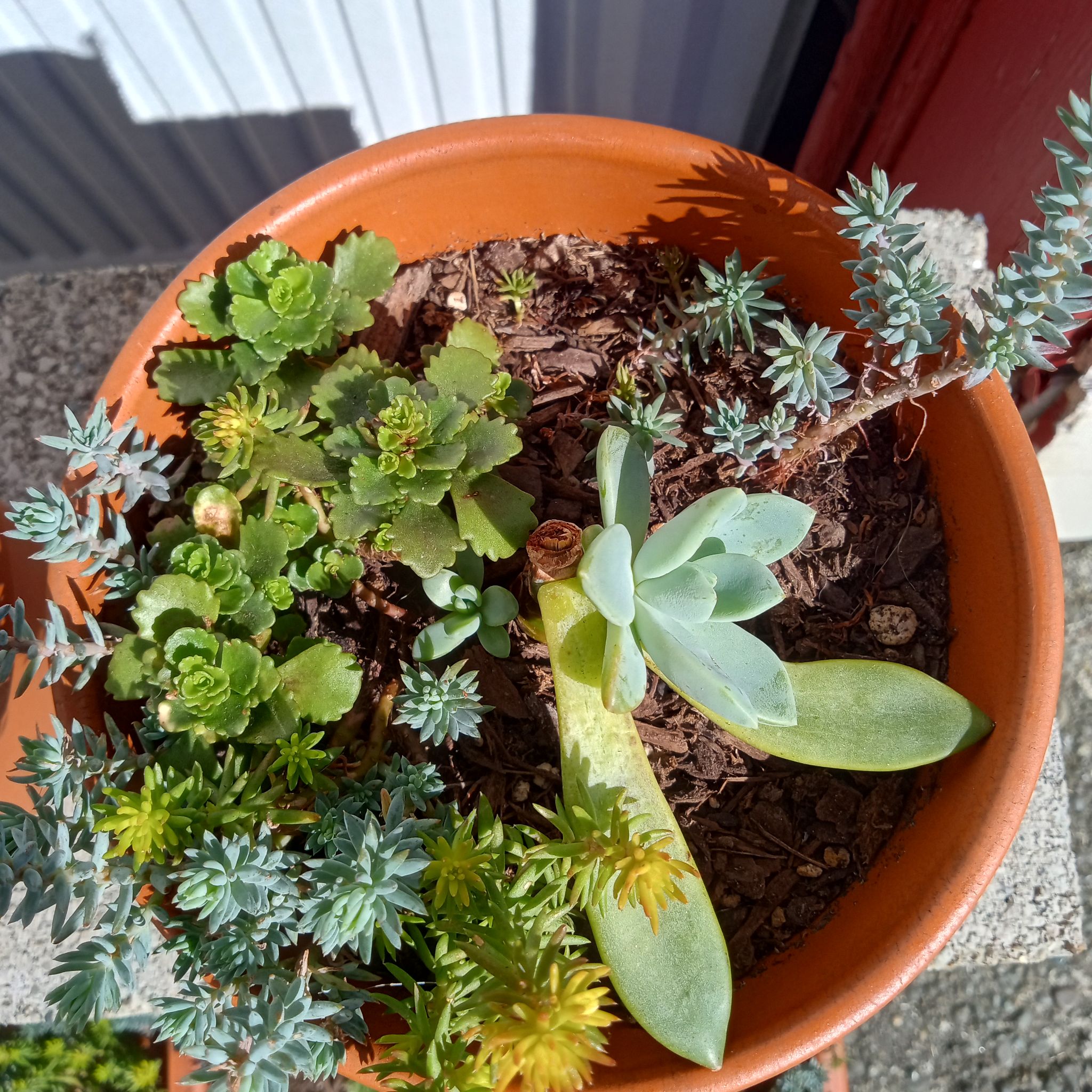 Photo of the plant species Pachyveria 'Blue Quartz' by @FairyFly named Stick on Greg, the plant care app