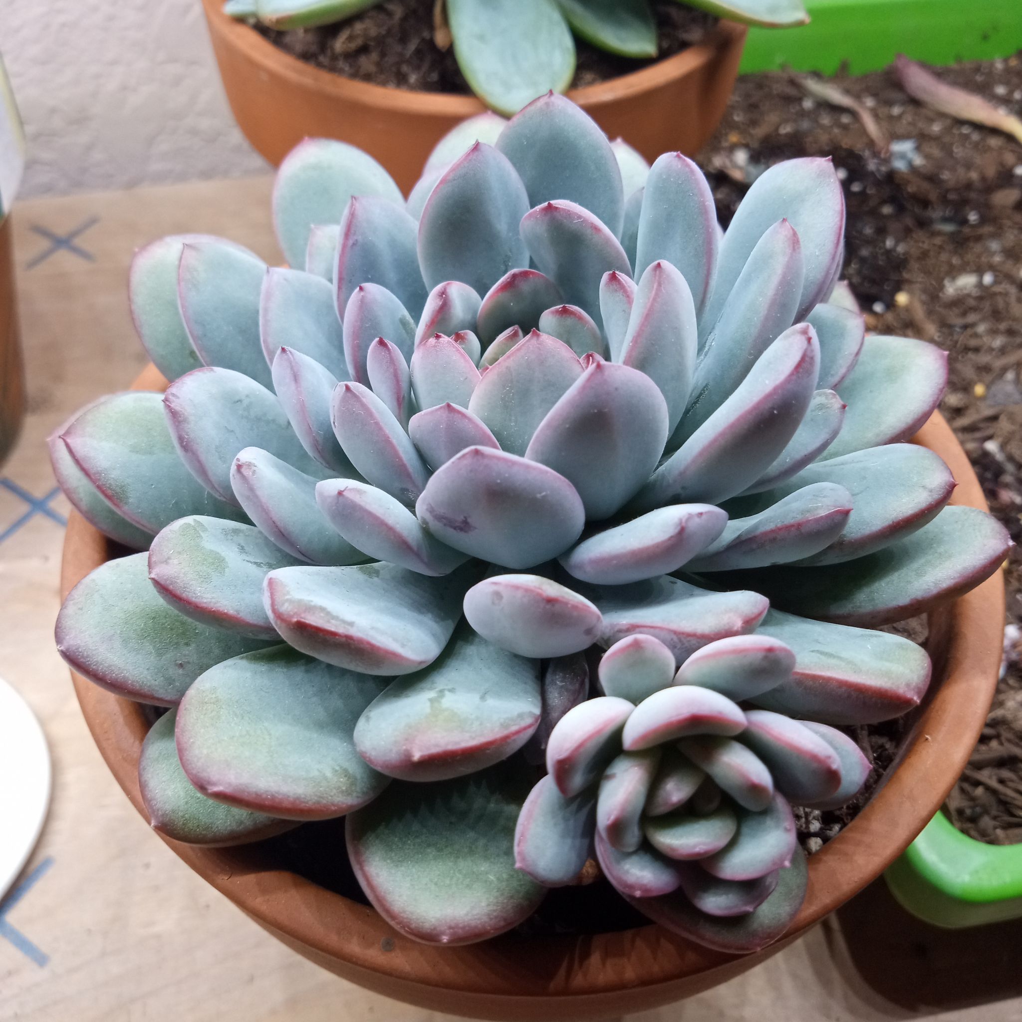 Photo of the plant species Echeveria 'Monroe' by @FairyFly named Juicy on Greg, the plant care app