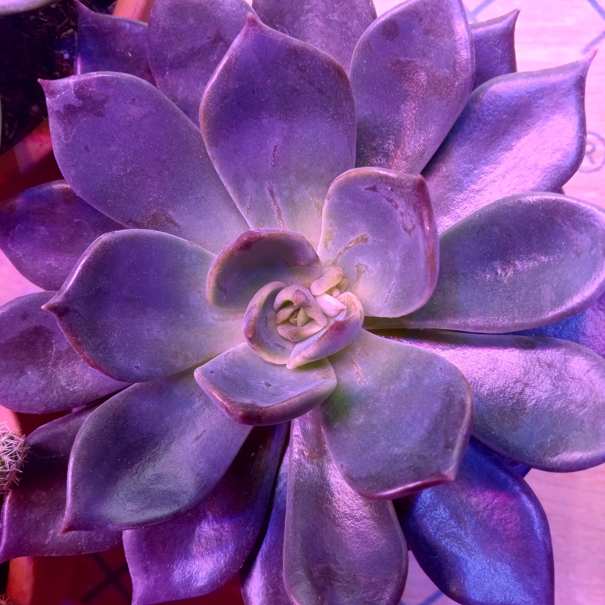 Amethyst